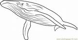 Coloring Whales Endless Ocean Pages Whale Coloringpages101 Printable Online sketch template