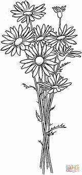 Daisy Coloring Pages Flower Drawing Printable Daisies Supercoloring Drawings Flowers sketch template