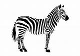 Zebra Outline Illustration Vector Stripes Without Stock Cebras Clip Depositphotos Also These People Drawing Coloring Visitar sketch template