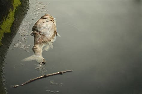 dead fish float  science