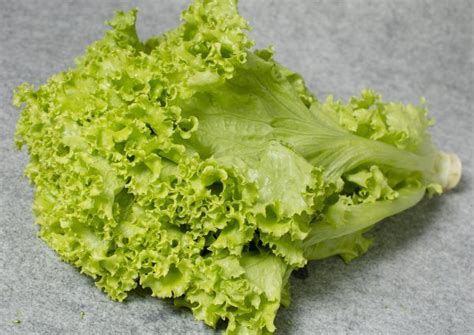 xa lach lo lo xanh huu  organic loose leaf lettuce kg thuc pham sach