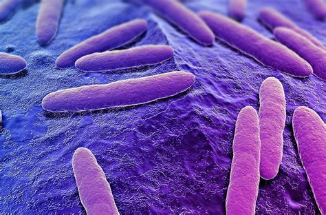 role  bacteria  emaze