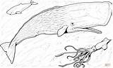 Sperm Ballena Beluga Orca Baleine Humpback Whales Ausmalbild Ausmalbilder Coloriage Pottwal Cachalotes Dibujar Antarctica Capodoglio Tiere Antarktische Ballenas Colorier Wickedbabesblog sketch template