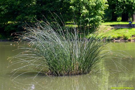 water grass  magicandbrother  deviantart