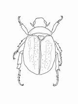 Beetle Scarab Coloring Drawing Pages Chevy Logo Beetles Printable Color Drawings sketch template