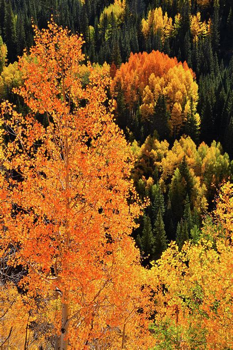 Beautiful Backlit Aspens Along Million Dollar Highway Photograph By Ray