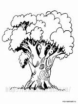 Tree Oak Coloring Pages Color sketch template