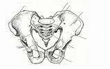 Pelvic Girdle Pubic Iliac Crest Ilium Ischium Appendicular Pubi Acetabulum sketch template