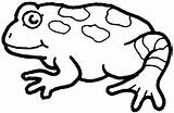 Toad Colouring Amphibian Frogs Clipartmag Downloaded sketch template