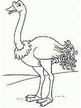 Struisvogel Leukekleurplaten één Vogels sketch template