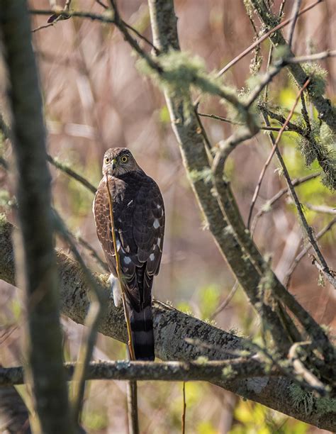 Sharp Shinned Hawk In The Trees Photograph By Loree Johnson Fine Art