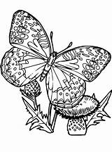 Butterflies Coloring Kids Pages Fun Vlinder Coloringpage sketch template