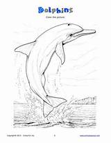 Choose Board Coloring Dolphin Worksheets Pages sketch template