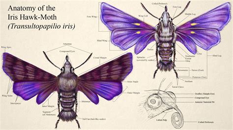 adam rl iris hawk moth creature concept