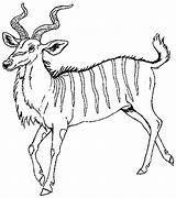 Kudu Coloring Pages Janbrett Mural Antelope Click Subscription Downloads Hhl sketch template