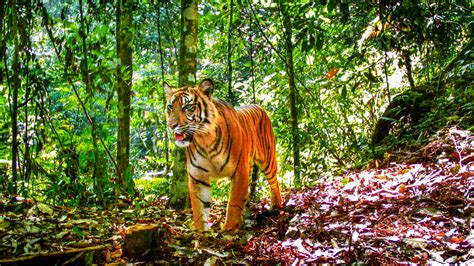sumatran tigers struggle  fragmented forests earthcom