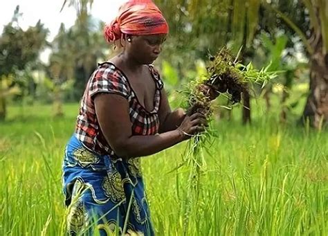 气候智能型农业可推动全球农村可持续发展 国际环保在线