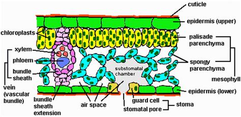 parts  leaf notes biology  mccomas