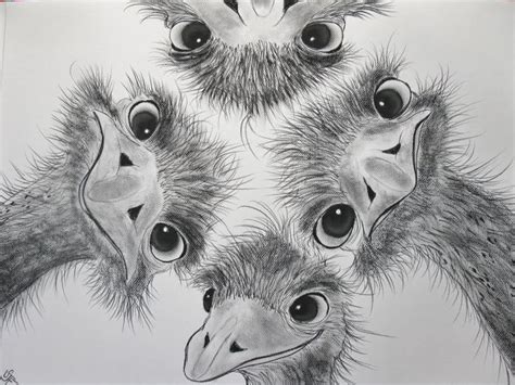 animal drawings  charcoal google search art pinterest animal