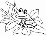 Frog Coloring Color Pages Kids Drawing Printable Frogs Coqui Tree Blank Clipart Print Sheet Colorear Para Cycle Drawings Panda Getdrawings sketch template