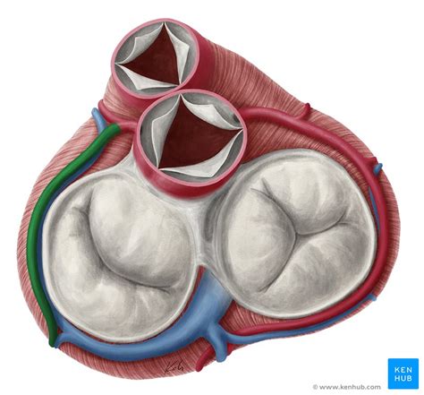 heart diaphragmatic surface