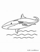 Shark Coloring Mako Pages Hellokids Color Print Shortfin Sea Animals Sharks Animal Creatures Marine Getcolorings Google sketch template
