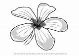 Draw Drawing Frangipani Plumeria Flower Step Drawingtutorials101 Drawings Paintingvalley sketch template