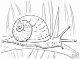Snail Line Drawing Coloring Pages Getdrawings sketch template