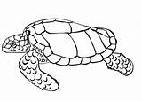 Turtle Tartarugas Sammy Socias Redes Compartilhe sketch template