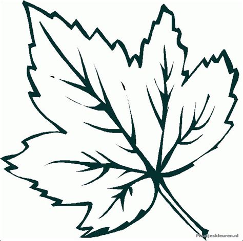 maple leaf coloring pages maple leaves  bestofcoloringcom