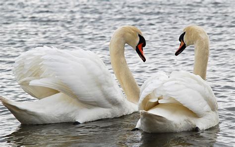 swans birds wolpeyper  fanpop