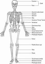 Skeleton Skeletal Osteology Appendicular Axial Skeleto Terminology Dummies sketch template