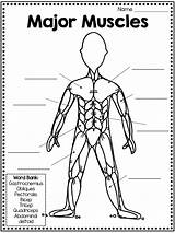 Muscles Kids Skeletal Cuerpo Locomotor Homeschooling Ciencia Biology Preescolar Elementary sketch template