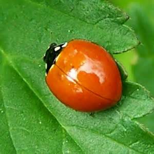 ladybird beetle  spots cycloneda sanguinea bugguidenet