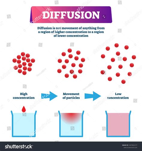 diffusion vector illustration labeled educational particles mixing