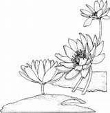 Nymphaea Seerose Colorat Kleurplaten Supercoloring Planse Lilies Nuferi Waterlelie Stampare Nenufares Blumenzeichnung Malvorlagen Kleurplaat Zeichenvorlagen Impressionante Ninfee Flori Lotusblume sketch template