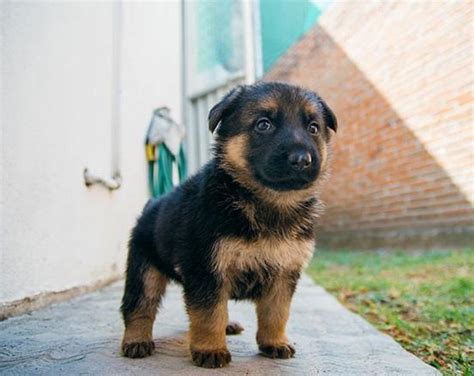 German Shepherd Puppies For Sale Graskop Public Ads