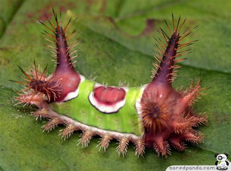 22 weird and beautiful caterpillars bored panda