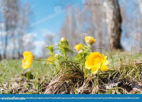 adonis  yellow spring flower stock image image  petal season