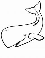Whale Outline Drawing Coloring Killer Pages Getdrawings sketch template