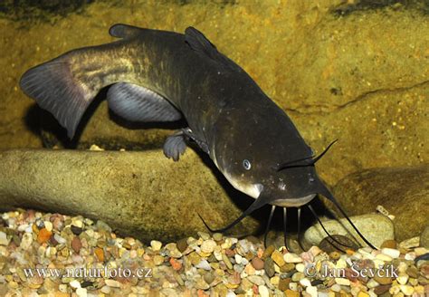 brown bullhead  brown bullhead images nature wildlife pictures