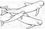 Whale Sperm Designlooter Beluga sketch template