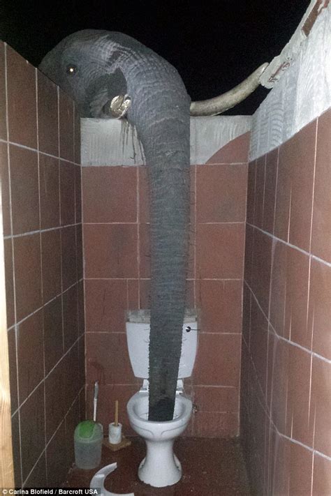 botswana elephants enjoy drinking from a toilet rather than their water