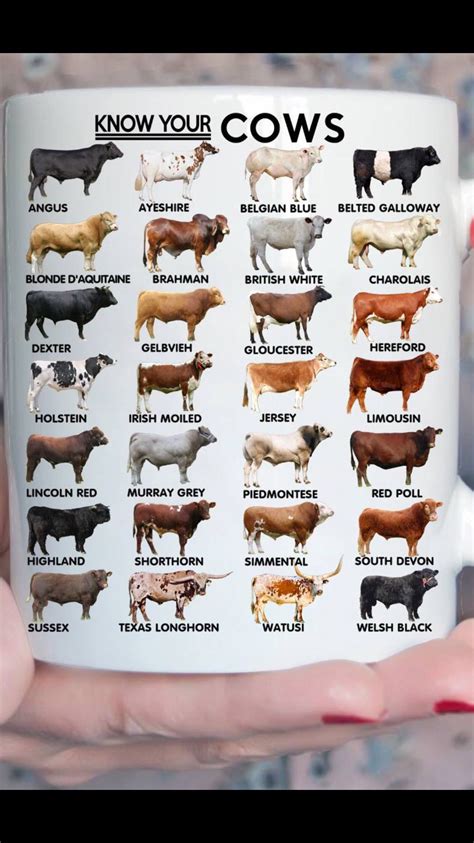 livestock breed identification livestock info