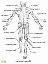 Coloring Human Anatomy sketch template
