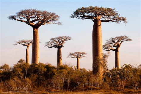 Boabab Trees {adansonia Grandidieri} Madagascar Alex Hyde