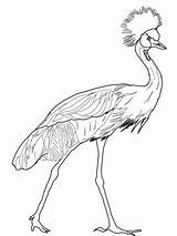 Crane Crowned Grulla Coronada Kronenkranich Kleurplaten Cranes Heron Kleurplaat Grullas sketch template