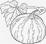 Melon Legumes Zucche Zucca Disegno Autunno Ornamentali Foglie Deau Disegnare Légumes sketch template