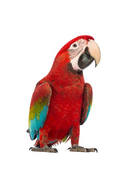 green winged macaw parrot petplus