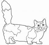 Cat Munchkin Coloring Drawings Cats Dog Persian Pages sketch template